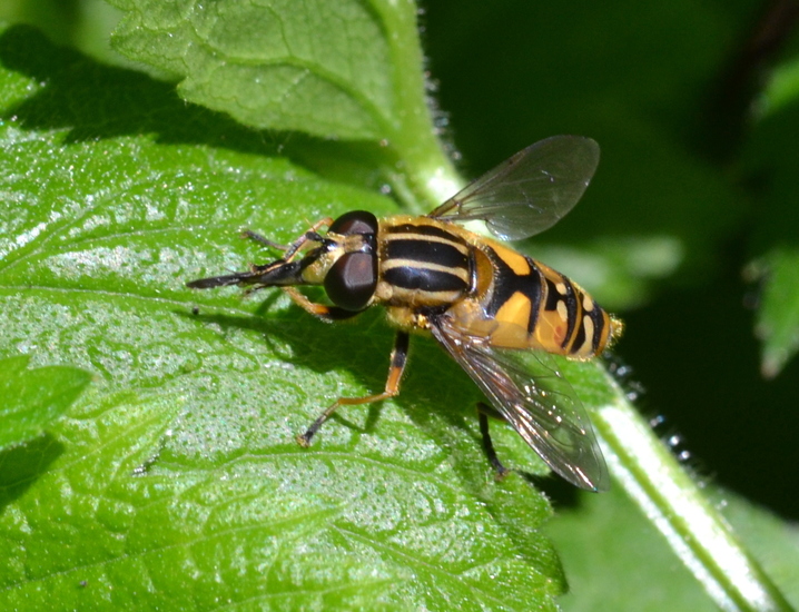 Gewone pendelvlieg (Helophilus pendulus)