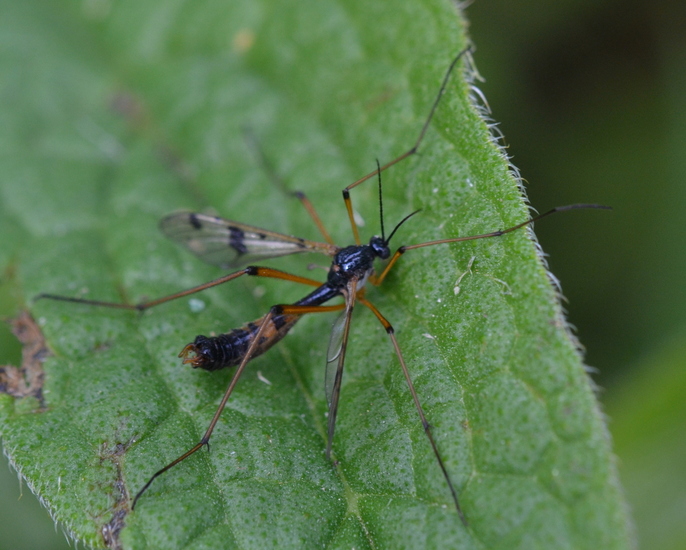 Glansmug (Ptychoptera contaminata) man