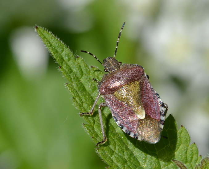 Bessenschildwants (Dolycoris baccarum)