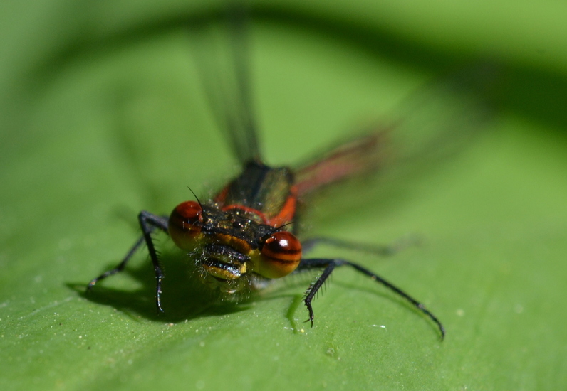 Vuurjuffer (Pyrrhosoma nymphula)