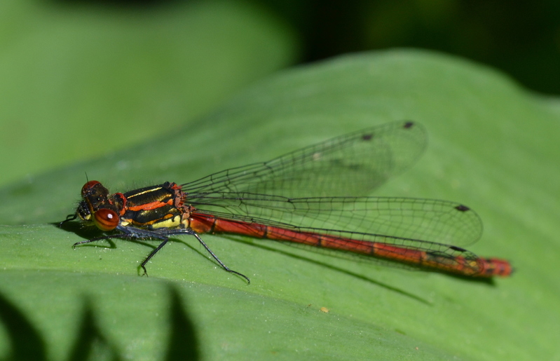 Vuurjuffer (Pyrrhosoma nymphula)
