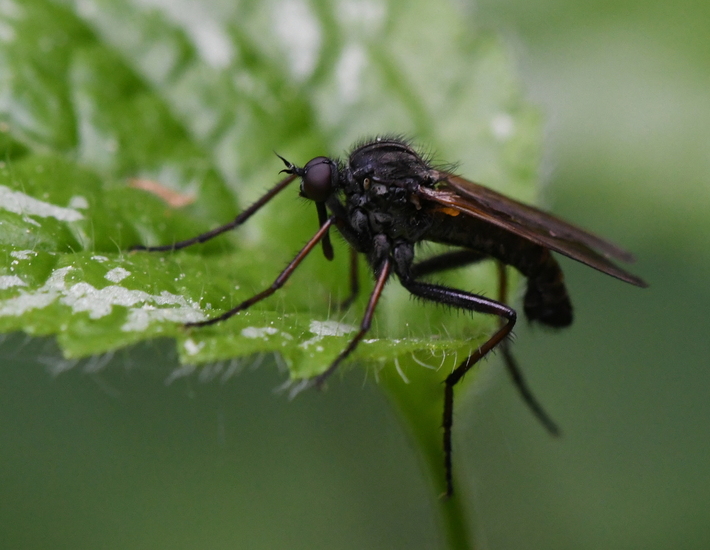 Grote dansvlieg (Empis tessellata)