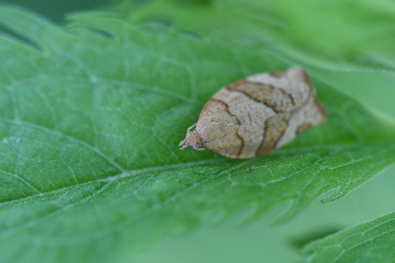 Kersenbladroller (Pandemis cerasana)