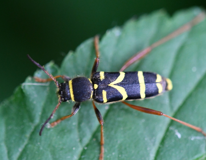 Kleine wespenbok (Clytus arietis)