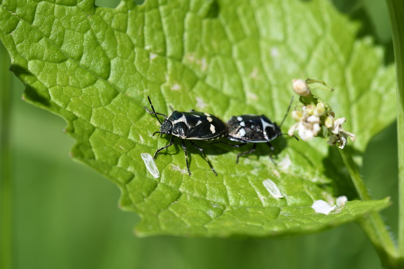 Koolwants (Eurydema oleracea)