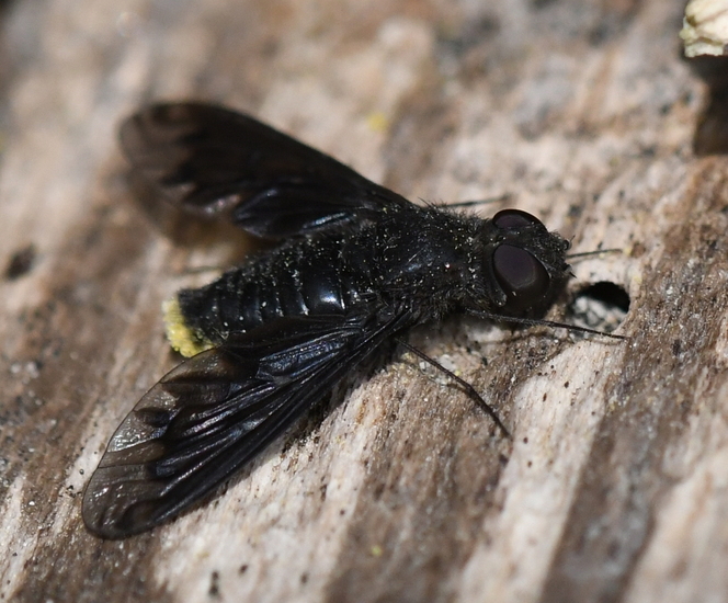 Muurrouwzwever, (Anthrax anthrax)