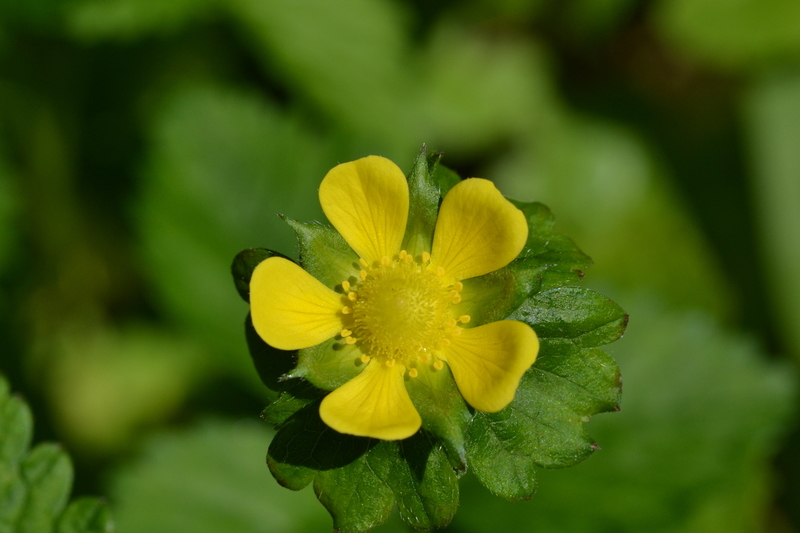 Schijnaardbei (Potentilla indica)