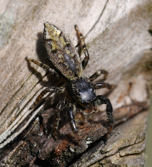 Schorsmarpissa (Marpissa muscosa)