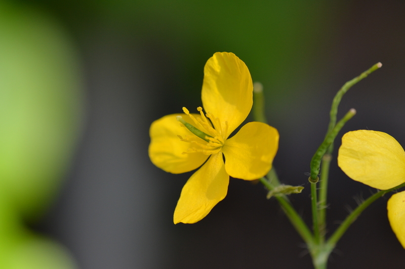 Stinkende gouwe (Chelidonium majus)