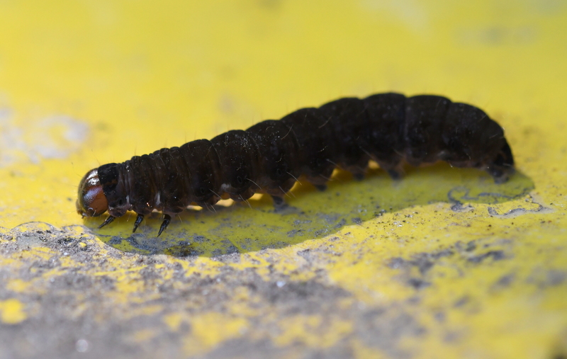 Rups van de Wachtervlinder (Eupsilia transversa)