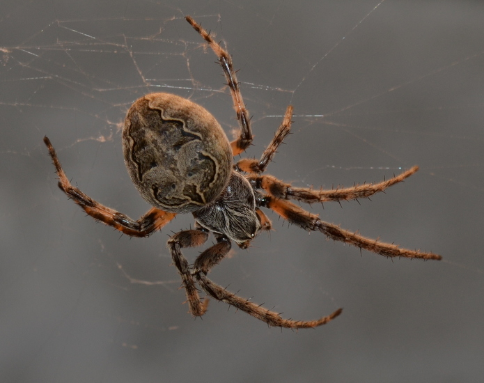Brugspin (Larinioides sclopetarius)