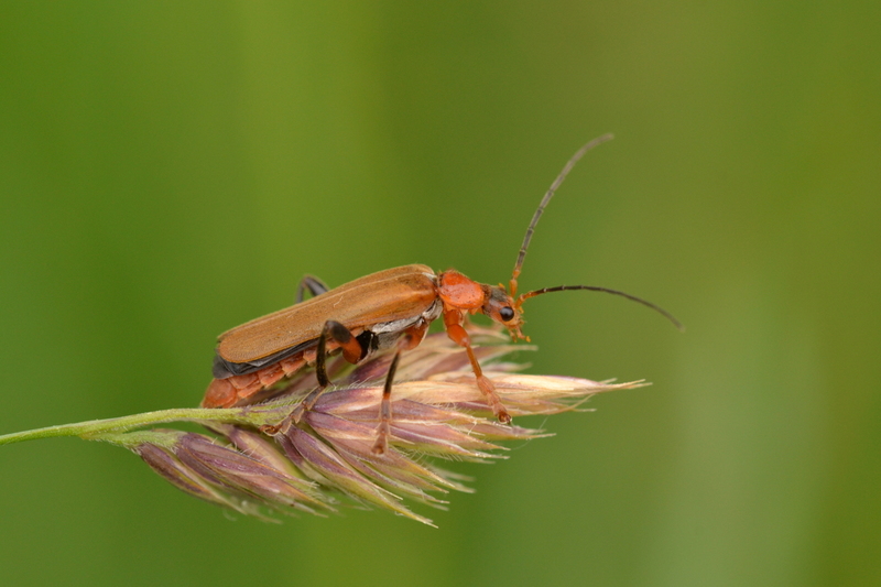 Geel soldaatje (Cantharis livida)