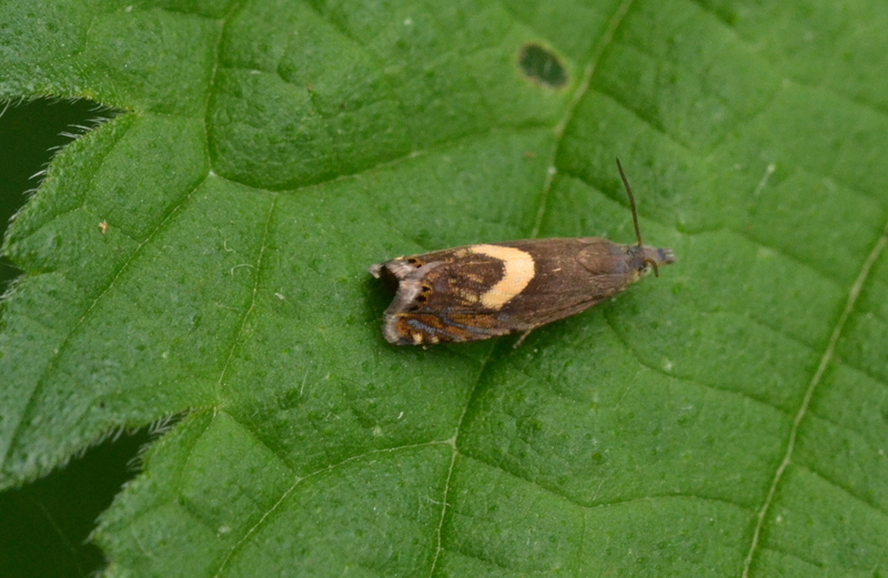 Kommawortelmot (Dichrorampha petiverella)