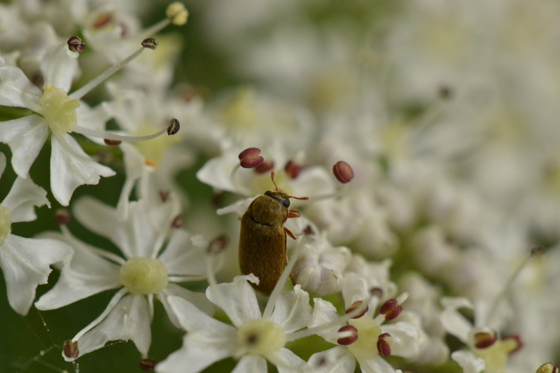Frambozenkever ( Byturus tomentosus)