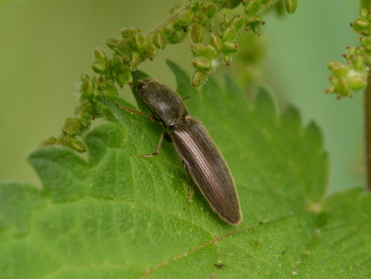 Roodaars kniptor (Athous haemorrhoidalis)
