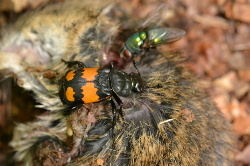 Gewone doodgraver Nicrophorus vespilloides)