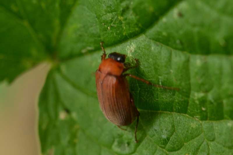 Roestbruine bladsprietkever (Serica brunnea)