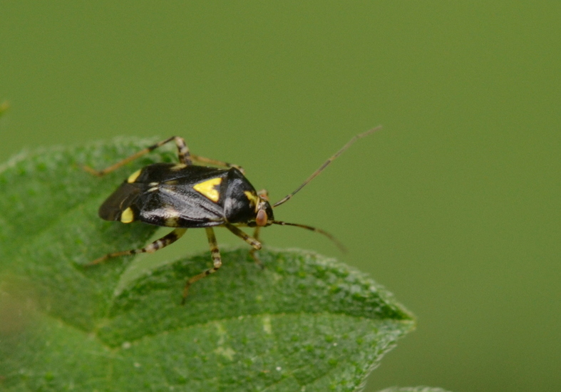 Brandnetelwants (Heterogaster urticae)
