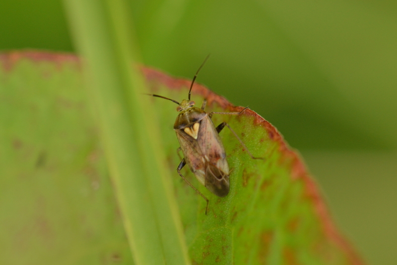 Luzernesierblindwants (Adelphocoris lineolatus)