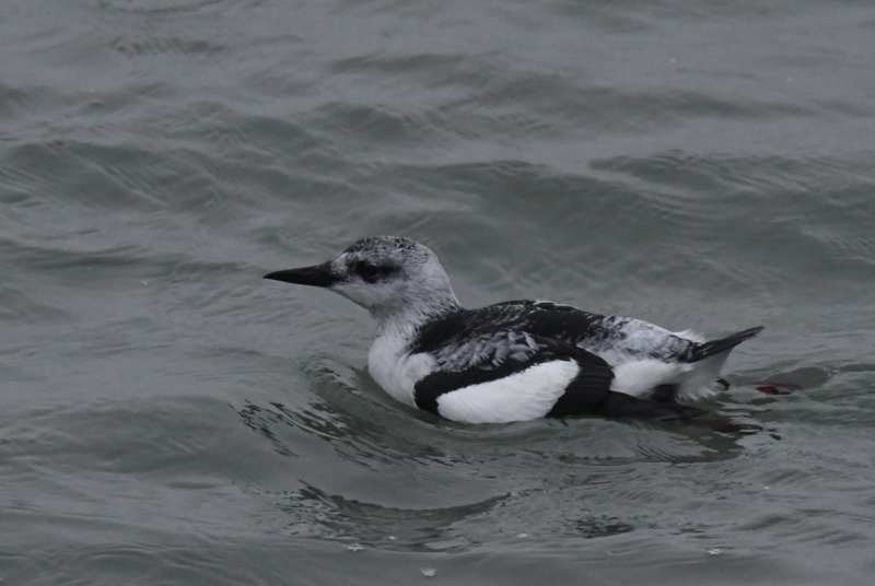 Zwarte zeekoet (Cepphus grylle)