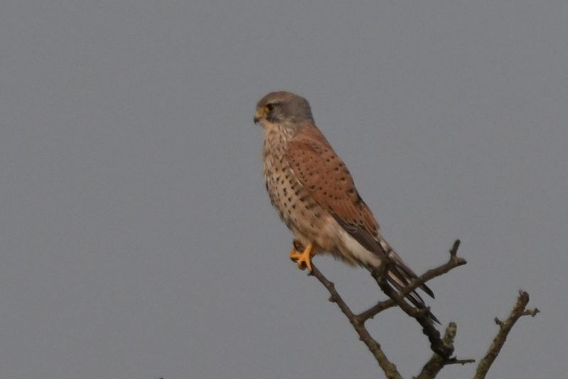 Torenvalkje (Falco tinnunculus)