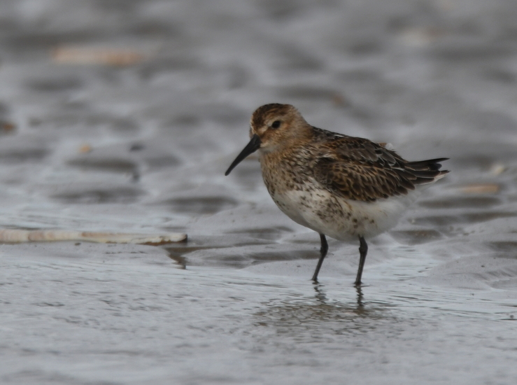 Bonte strandloper (Calidris alpina)