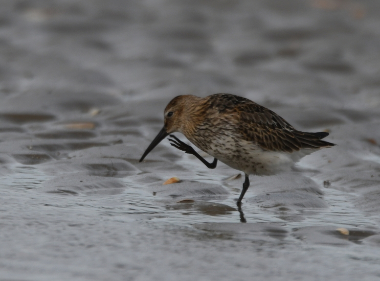 Bonte strandloper (Calidris alpina)
