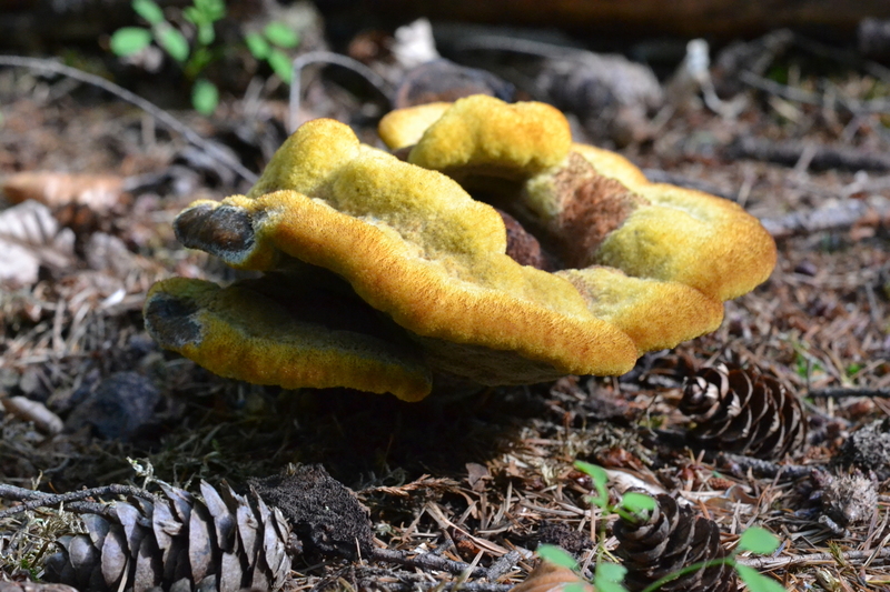 Dennenvoetzwam (Phaeolus schweinitzii)