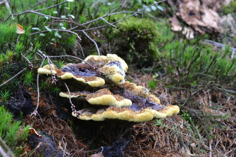 Dennenvoetzwam (Phaeolus schweinitzii)