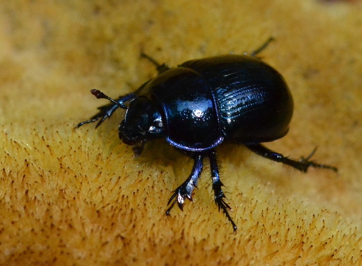 Gewone Mestkever (Geotrupes stercorarius)