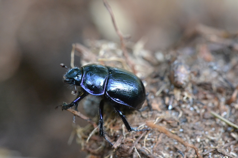 Gewone Mestkever (Geotrupes stercorarius)