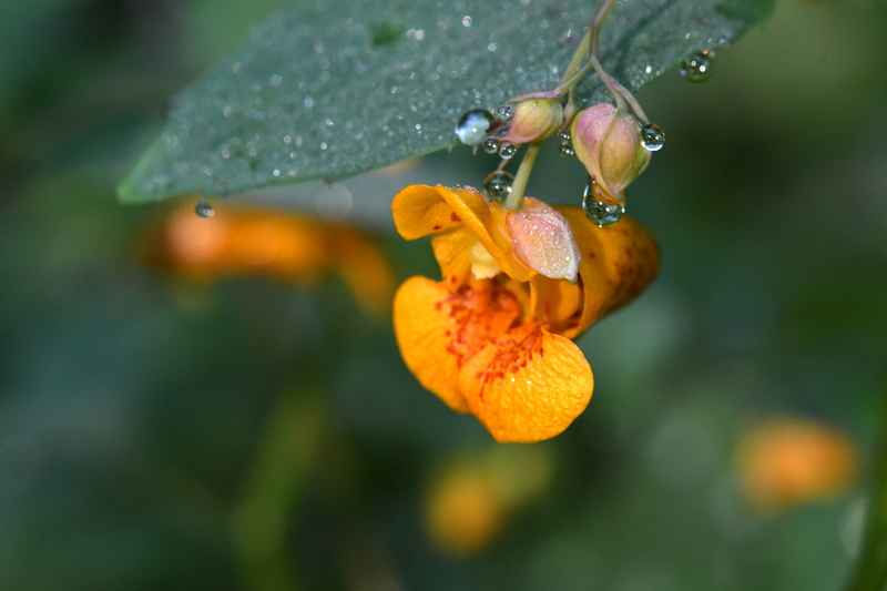 Oranje springzaad (Impatiens capensis)