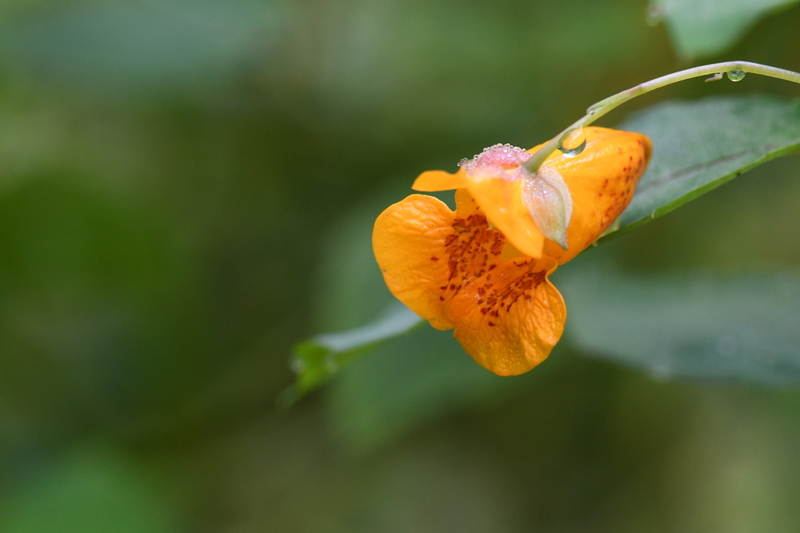 Oranje springzaad (Impatiens capensis)