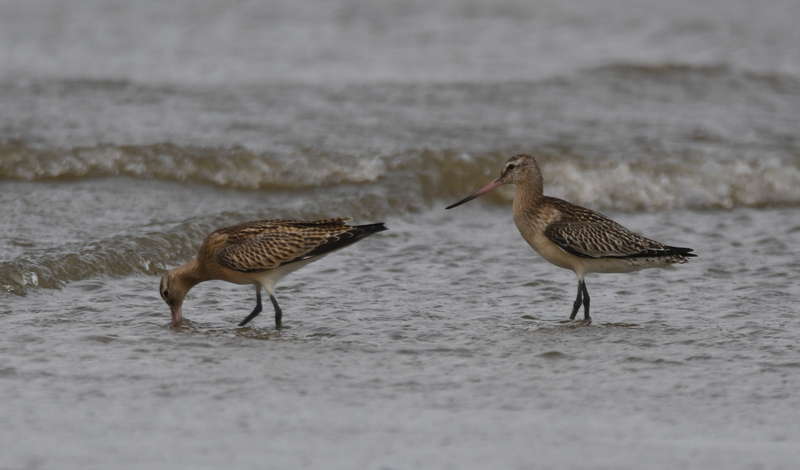 Rosse grutto ( Limosa lapponica)