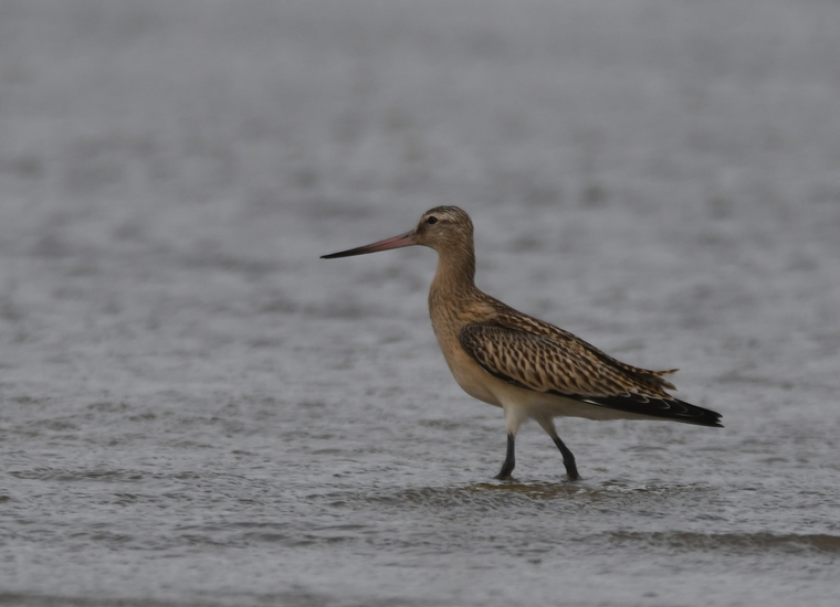 Rosse grutto ( Limosa lapponica)