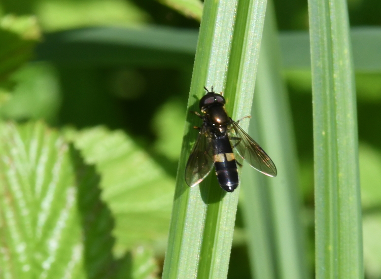 Vlinderstrikje (Pyrophaena rosarum)