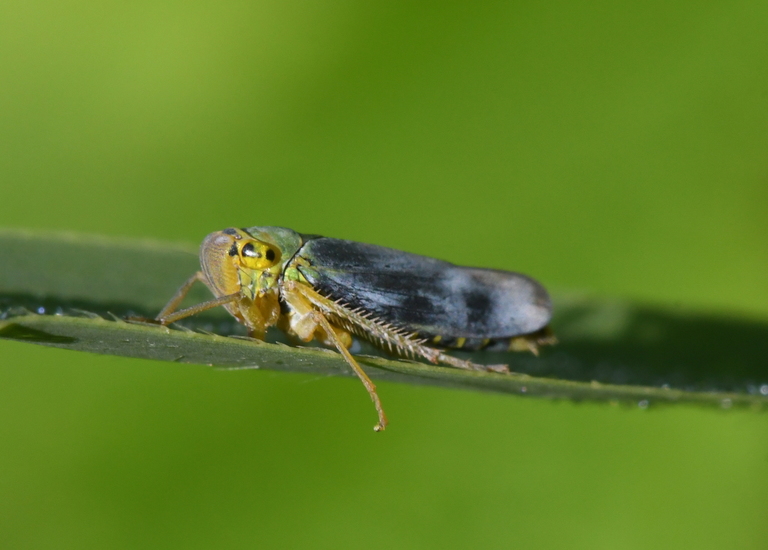 Groene rietcicade (Cicadella viridis)
