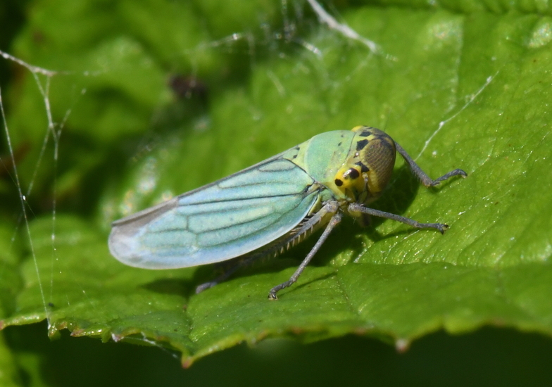 Groene rietcicade (Cicadella viridis)
