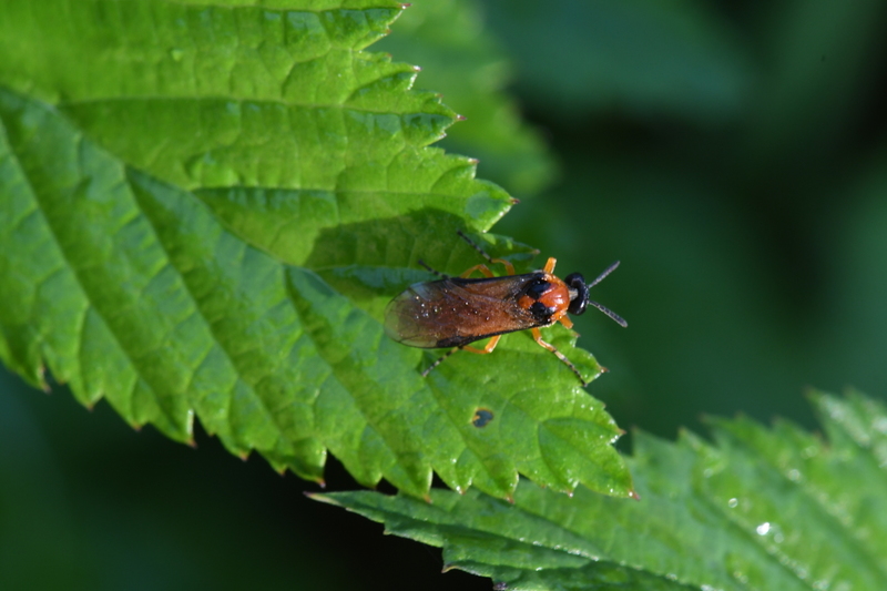 Knollenbladwesp - (Athalia rosae)
