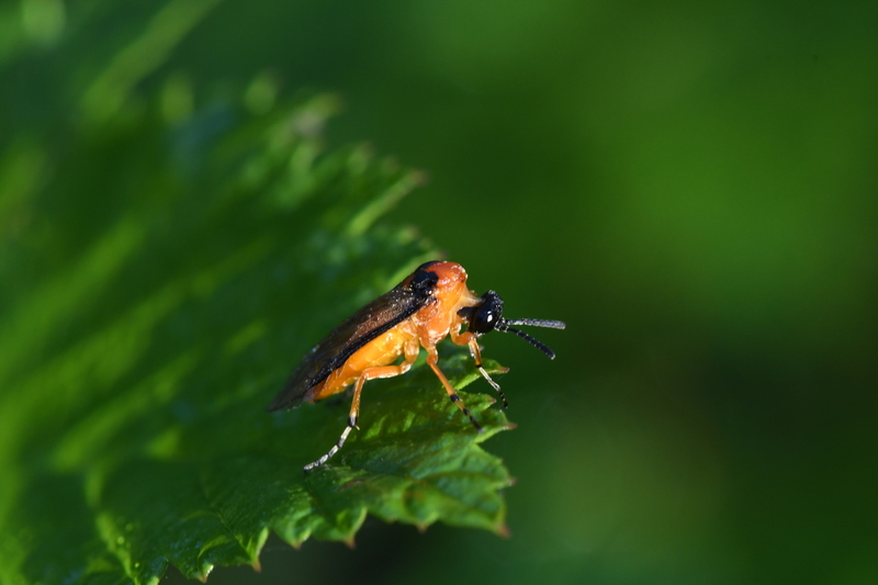 Knollenbladwesp (Athalia rosae)