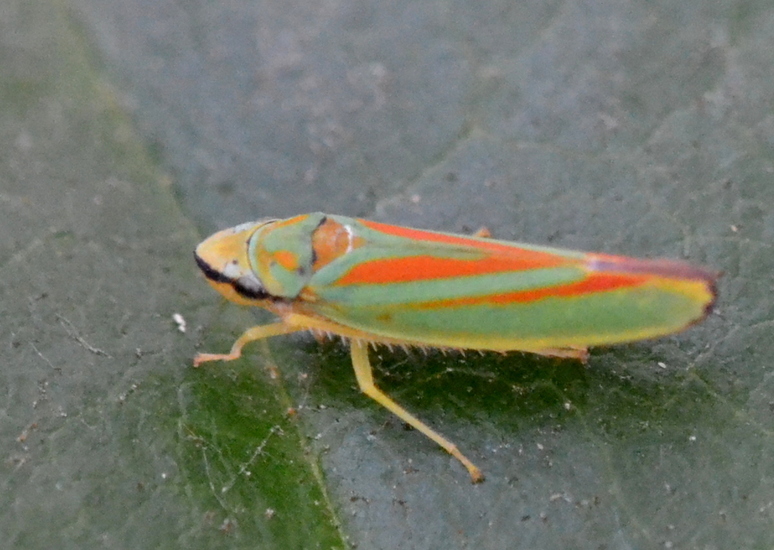 Rhododendroncicade (Graphocephala fennahi)