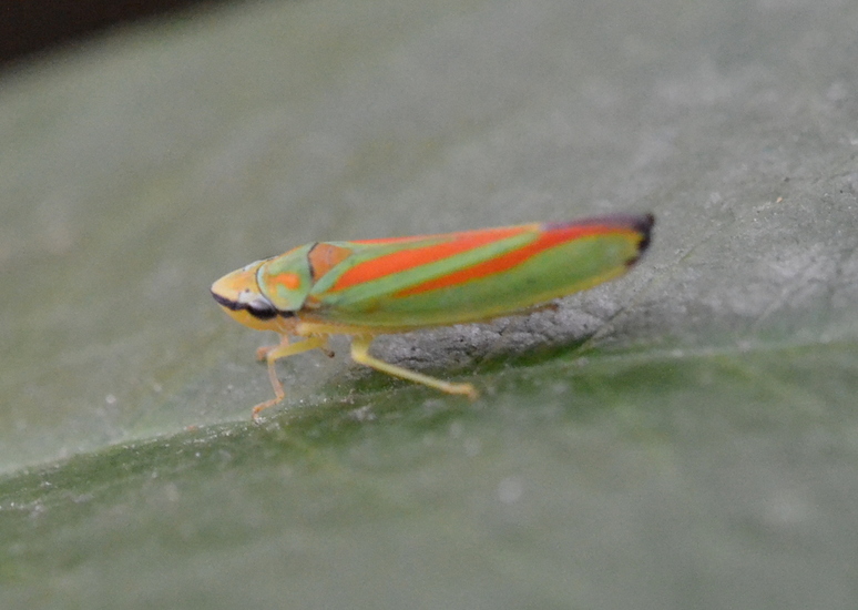 Rhododendroncicade (Graphocephala fennahi)