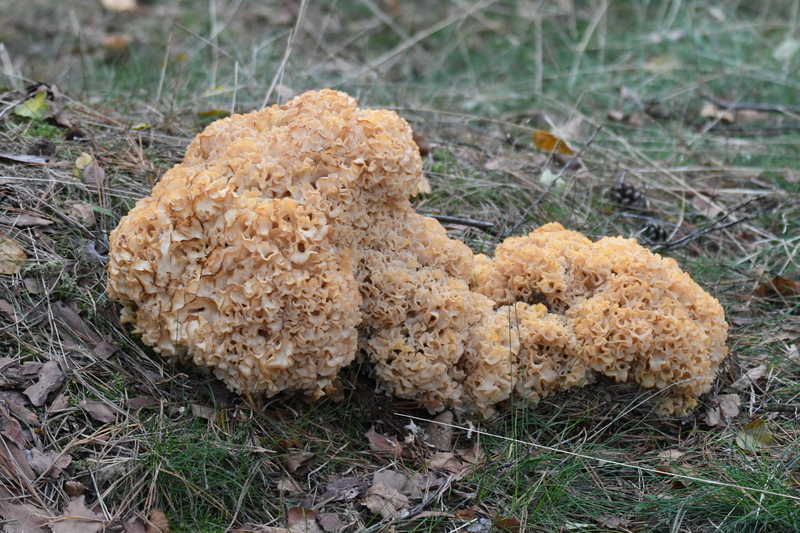 Grote sponszwam (Sparassis crispa)