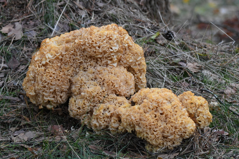 Grote sponszwam (Sparassis crispa)