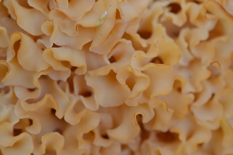 Grote sponszwam (Sparassis crispa)