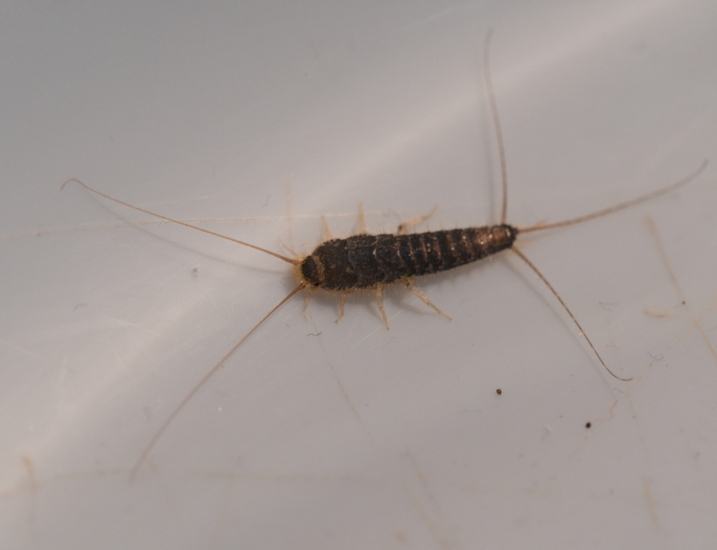 Papiervisje (Ctenolepisma longicaudata)