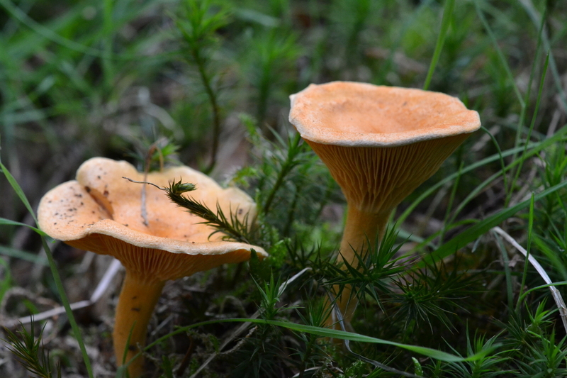 Valse hanenkam (Hygrophoropsis aurantiaca)