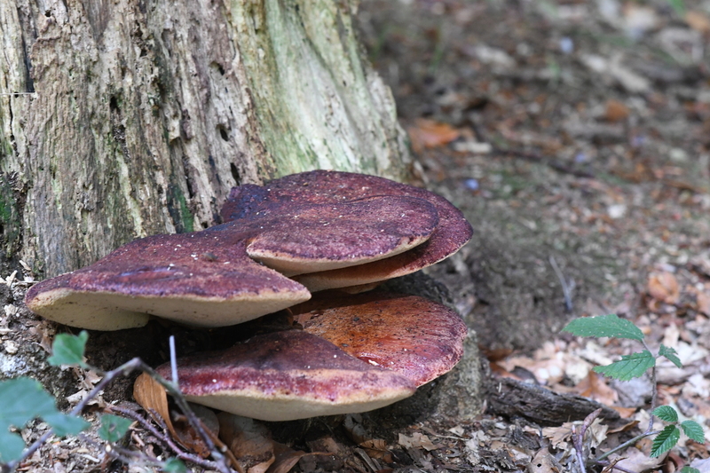 Biefstukzwam (Fistulina hepatica)