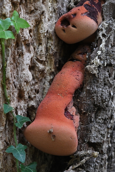 Biefstukzwam (Fistulina hepatica)