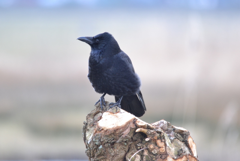 Zwarte kraai